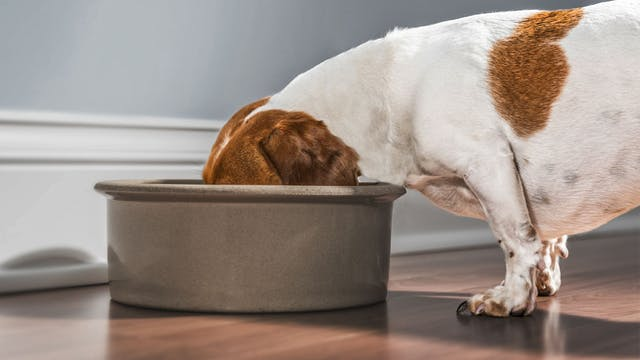 预防成犬胃部不适