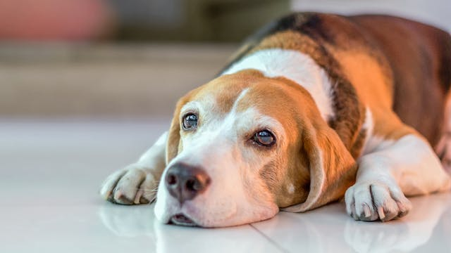 爱犬容易便秘