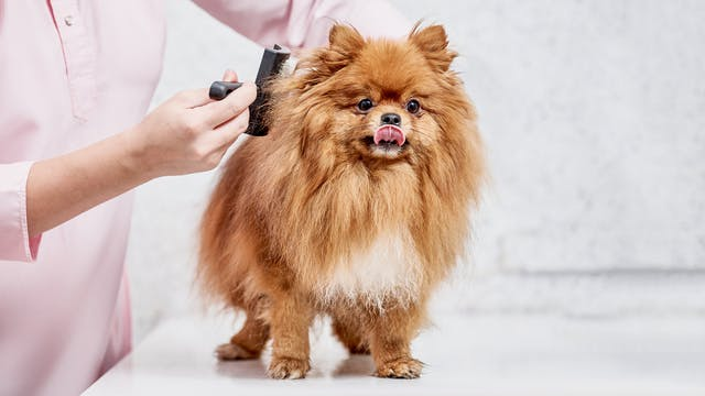 适合幼犬的玩具