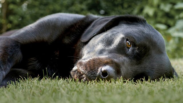 成年的黑色成年拉布寻回犬躺在户外的花园里。