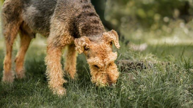 Adult Airedale Terrier standing outdoors sniffing the ground.