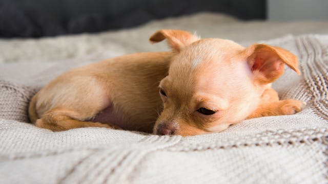 年幼的芝娃娃犬躺在毯子上。