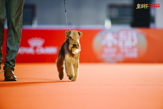 8只冠军犬脱颖而出，荣膺本届“皇家之星”称号并获得特别加冕