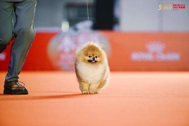 8只冠军犬脱颖而出，荣膺本届“皇家之星”称号并获得特别加冕