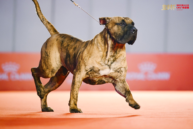 8只冠军犬脱颖而出，荣膺本届“皇家之星”称号并获得特别加冕