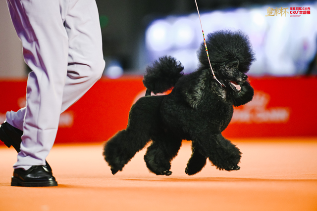 8只冠军犬脱颖而出，荣膺本届“皇家之星”称号并获得特别加冕