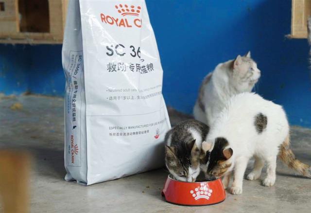 皇家救助专用全价成猫粮